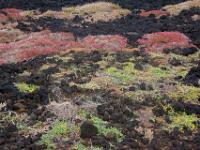 Leuchtende Farbenpracht im Lavafeld